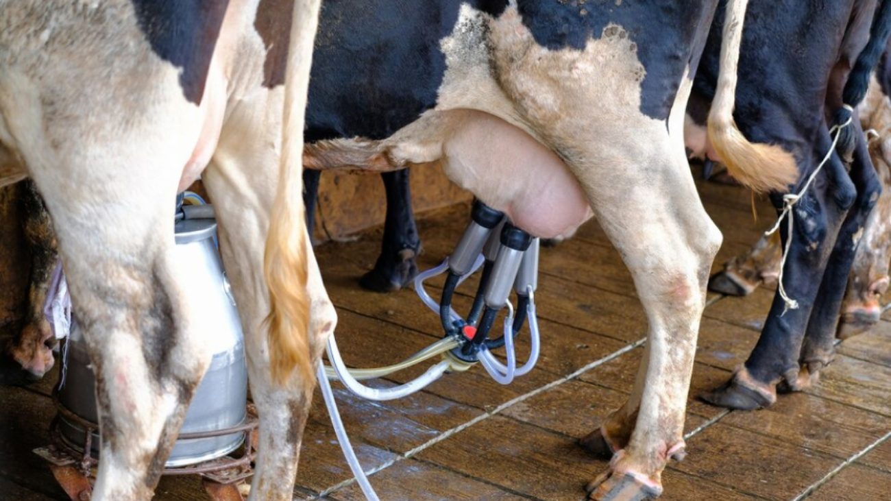milkmaid-farm-by-milking-machine-large 1